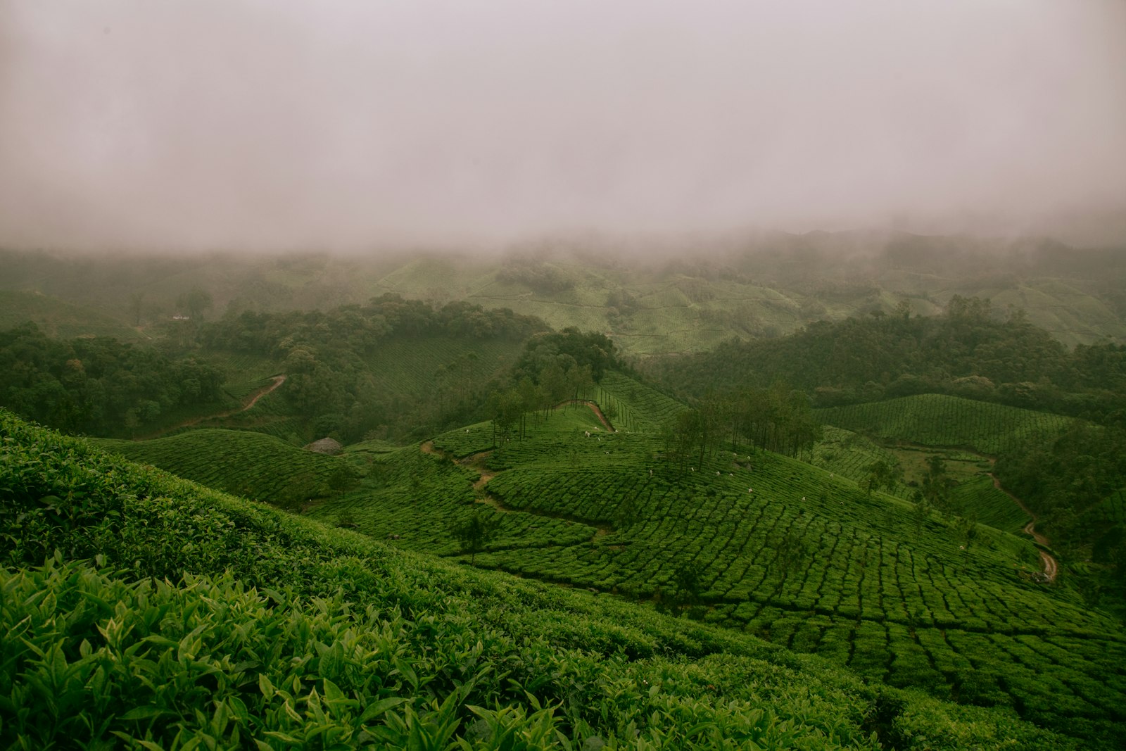 高山茶园原叶